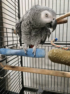 Фото №2 к объявлению №161305 о продаже  - купить в США 