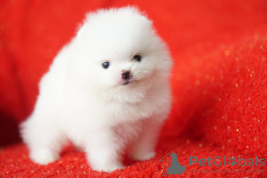 Фото №3. Cute Pomeranian puppies for free adoption.  Германия