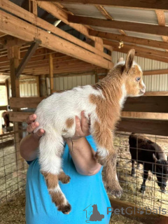 Фото №2 к объявлению №161735 о продаже  - купить в Германии 