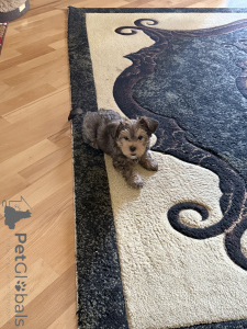 Фото №3. Йоркширский терьер щенок мини беби фэйс.  Грузия