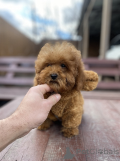 Фото №1. мальтипу - купить в Киеве за договорная. Объявление №165780