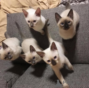 Фото №1. рэгдолл - купить в Бамберг за 18553₽. Объявление №156860