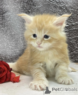 Фото №2 к объявлению №163324 о продаже мейн-кун - купить в Германии заводчик