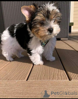 Фото №4. Продажа йоркширского терьера в Leipzig заводчик - цена договорная