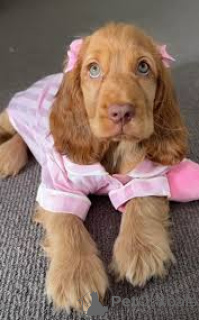 Фото №3. Хиотский кокер-спаниель Américain disponibles pour leurs nouvelles facsimil.  Великобритания