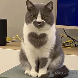 Фото №2 к объявлению №156724 о продаже британская короткошёрстная - купить в Германии частное объявление