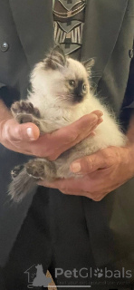 Фото №4. Продам рэгдолла в Албацете заводчик - цена 37107₽