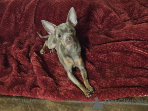 Фото №2 к объявлению №147157 о продаже  - купить в Германии частное объявление