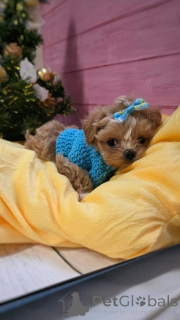 Фото №2 к объявлению №159054 о продаже пуделя (той) - купить в Германии из приюта, заводчик