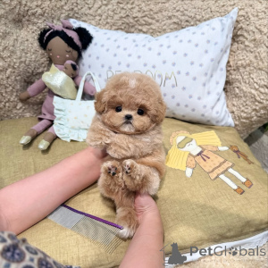 Фото №1. пудель (той) - купить в Берлине за 51022₽. Объявление №167645