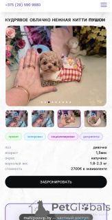 Фото №1. мальтипу - купить в Минске за 161763₽. Объявление №165182