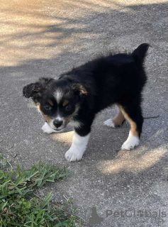 Фото №1. австралийская овчарка - купить в Хаммерсбах за 83490₽. Объявление №150658