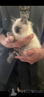 Фото №2 к объявлению №161655 о продаже рэгдолл - купить в Испании заводчик