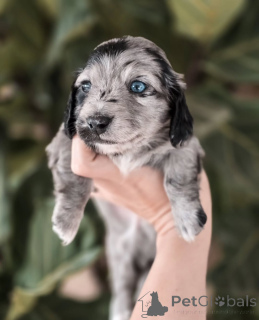 Фото №1. такса - купить в Берне за договорная. Объявление №155449