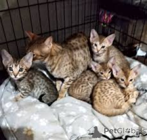 Фото №1. оцикет - купить в Париже за 46384₽. Объявление №165514