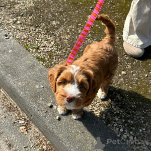 Фото №2 к объявлению №156417 о продаже лабрадудля - купить в Швейцарии частное объявление