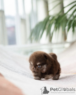 Фото №3. Милый маленький щенок померанского шпица.  США