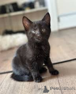 Фото №1. бомбейская - купить в Марселе за 46384₽. Объявление №165931