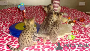 Фото №3. Продается новорожденный кот саванна f1 и кот сервал на усыновление.. США