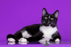 Фото №4. Продам  в Москве реке из питомника - цена Бесплатно