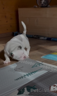 Фото №3. Семейные Pocket American Bully Puppies для продажи!.  США