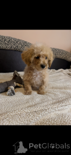 Фото №4. Продажа мальтийскую болонку, пуделя (карликового), мальтипу в Париже заводчик - цена 204088₽