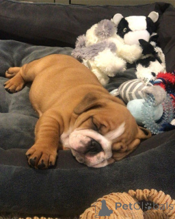 Фото №3. Englische Bulldoggenwelpen Zur Усыновление Verfügbar.  Германия