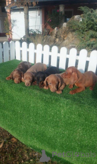 Фото №1. такса - купить в Хемнитц за 69575₽. Объявление №160468