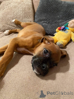 Фото №2 к объявлению №159420 о продаже немецкого боксёра - купить в Бельгии частное объявление