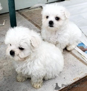 Фото №3. Reversrassige Malteserwelpen.  Германия