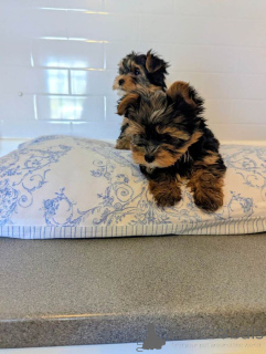 Фото №2 к объявлению №167330 о продаже йоркширского терьера - купить в Филиппинах частное объявление