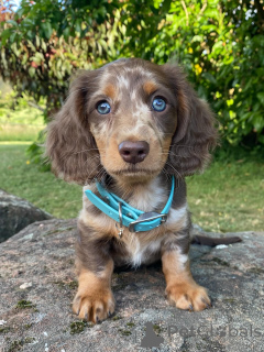 Фото №1. такса - купить в Альпбах за Бесплатно. Объявление №167171