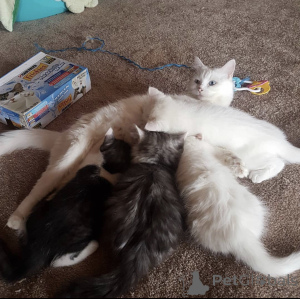 Фото №2 к объявлению №93599 о продаже турецкая ангора - купить в Германии частное объявление, заводчик