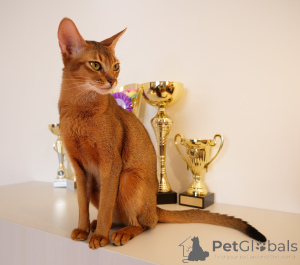 Фото №1. абиссинская - купить в Риге за 37107₽. Объявление №91918