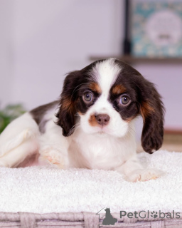 Фото №3. Поздоровайтесь с Дейзи, милейшей маленькой леди, сердце которой такое же теплое,.  Исландия