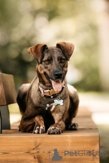 Фото №2 к объявлению №150156 о продаже беспородную - купить в России 