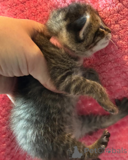 Фото №1. бенгальская - купить в Мюнхене за 36179₽. Объявление №150610