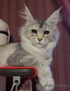 Фото №4. Продам мейн-куна в Четыре частное объявление - цена договорная