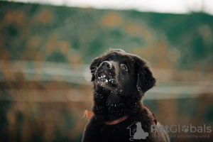 Фото №2 к объявлению №37070 о продаже бурят-монгольского волкодава - купить в России из питомника, заводчик