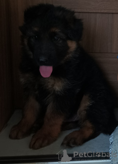 Фото №3. Длинношерстная немецкая овчарка.  Польша