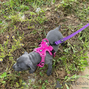 Фото №3. Staffordshire Bull Terrier mix puppies..whatsapp me at 44 7453 907158.  Великобритания