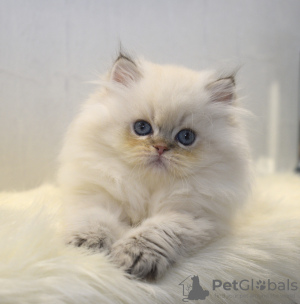 Фото №3. Британский длинношёрстный мальчик в окрасе ny2533. Украина