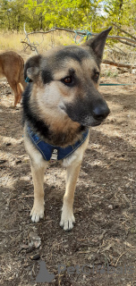 Фото №2 к объявлению №127435 о продаже беспородную - купить в России частное объявление