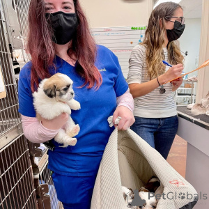 Фото №2 к объявлению №161565 о продаже  - купить в России 