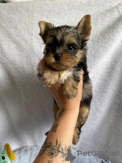 Фото №3. Познакомьтесь с нашими очаровательными 10-недельными щенками йорков, свяжитесь с.  Финляндия