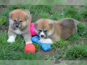 Фото №1. сиба-ину - купить в Донцдорф за 32468₽. Объявление №147615