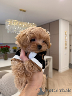 Фото №3. Щенки мальтипу с идеальным сочетанием привлекательности и обаяния.  Германия