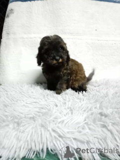 Фото №4. Продажа пуделя (той) в Белграде  - цена договорная