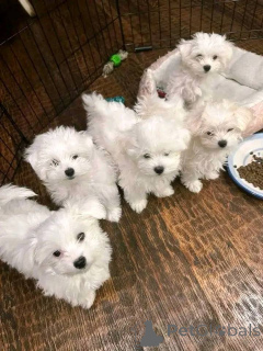 Фото №1. мальтийская болонка - купить в Вильнюсе за договорная. Объявление №162945