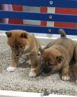 Фото №1. сиба-ину - купить в Гамбург за 51022₽. Объявление №160412